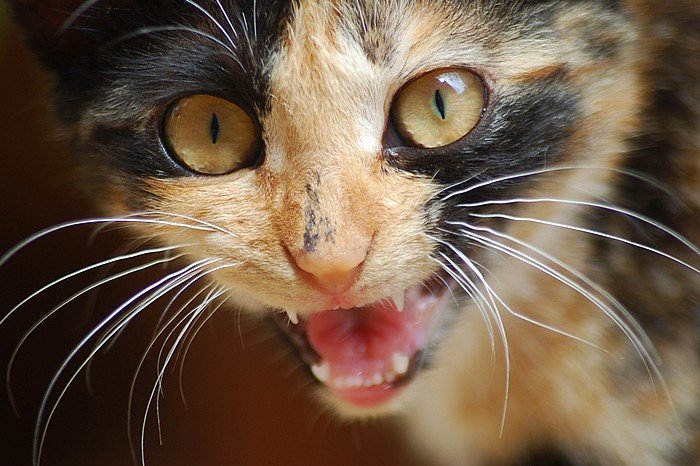 Еще один кот заразился бешенством в Новосибирской области